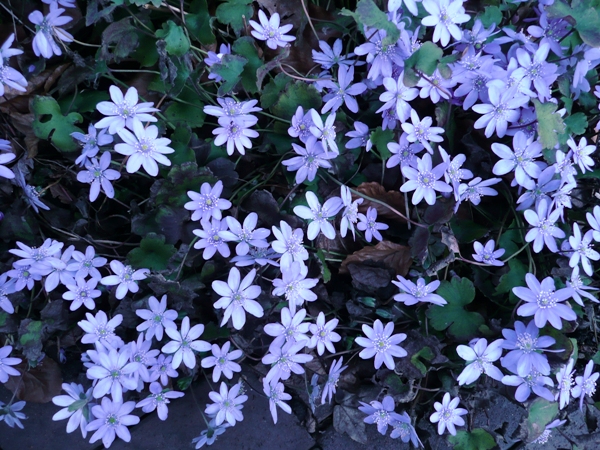 Foto aus dem Jahre 2009. Vor 16 Jahren blühte mein Hepatica transsilvanica, das sehr alt werden kann, üppig.  