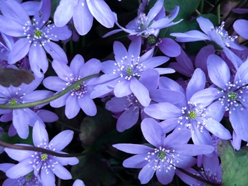 Siebenbürger Leberblümchen (Hepatica transsilvanica)

