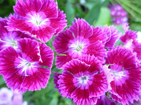 Bartnelke (Dianthus barbatus)