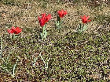 Der Dachgarten braucht kräftige Farben