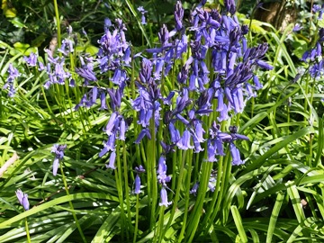 Atlantisches Hasenglöckchen - Blue Bells (Hyacinthoides non-scripta) - Foto: Florian Kirchhof